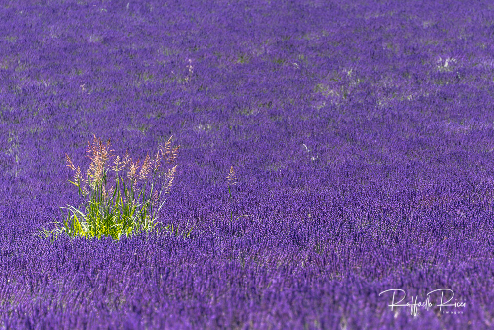Valensole (3)